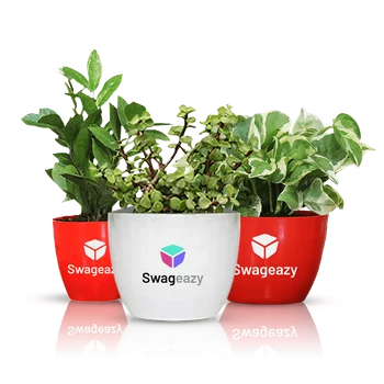  Eco-Friendly Swag Set of Plants